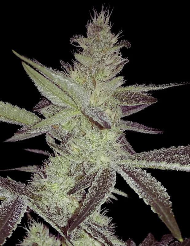 Strawberry Daze van Crockett Family Farms