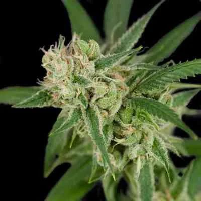 Sour Banana Sherbet van Crockett Family Farms