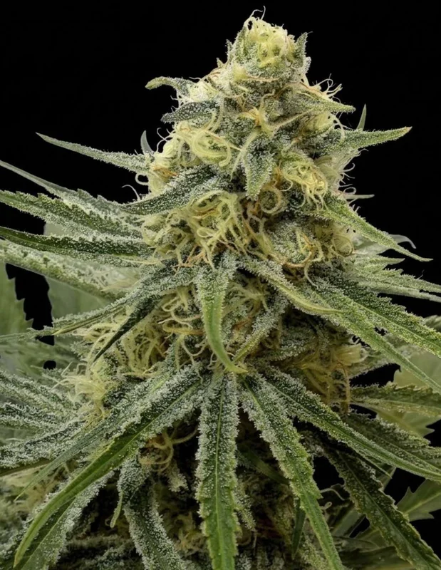 Juicy Dreams van Crockett Family Farms