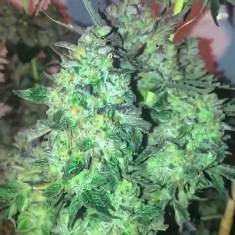 Dank Mon£y van Dank Genetics