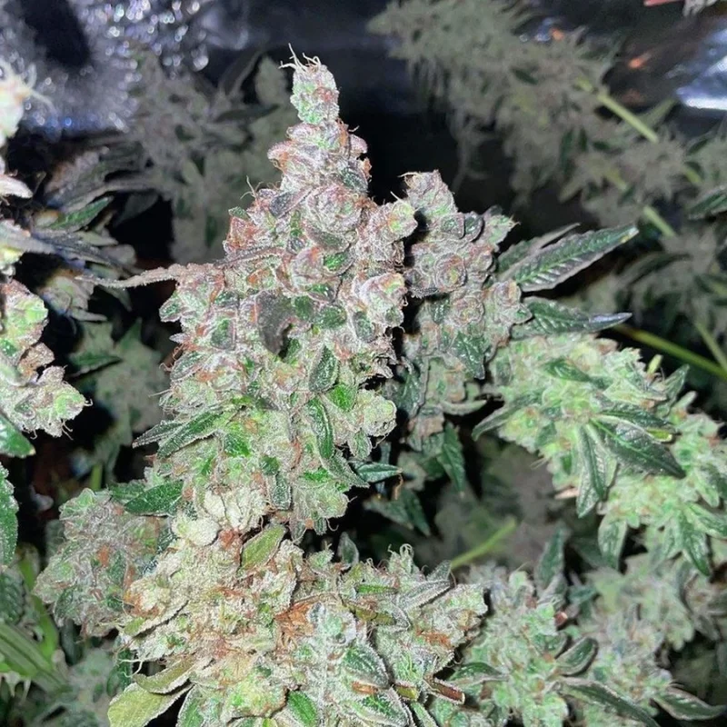 Dank N Later van Dank Genetics