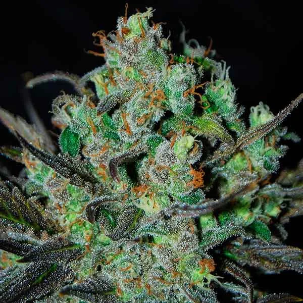 Eleven Roses van Delicious Seeds