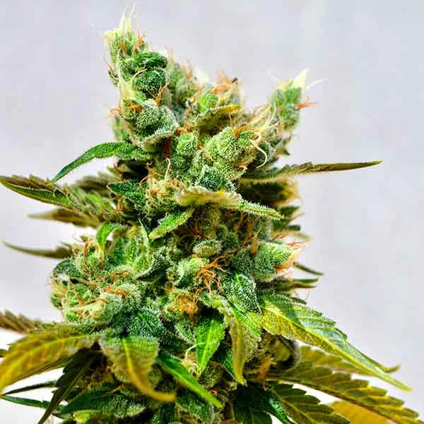 Honeybells van Delicious Seeds