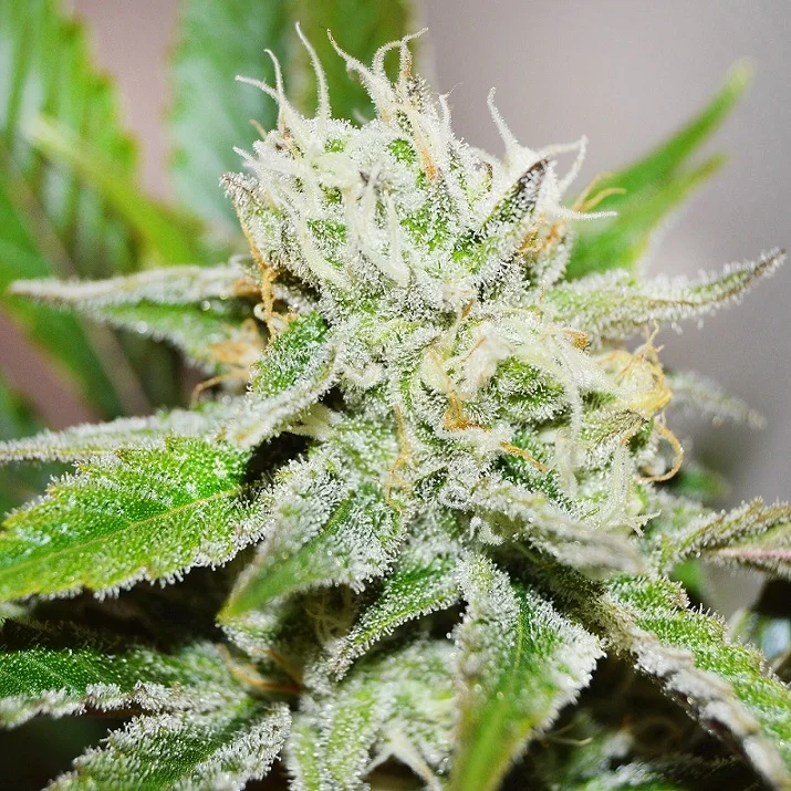 Original Juan Herrer van Delicious Seeds