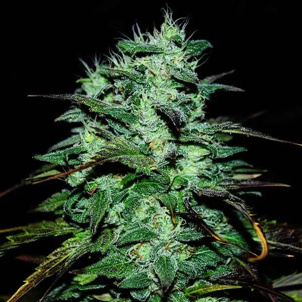 Chocobang van Delicious Seeds