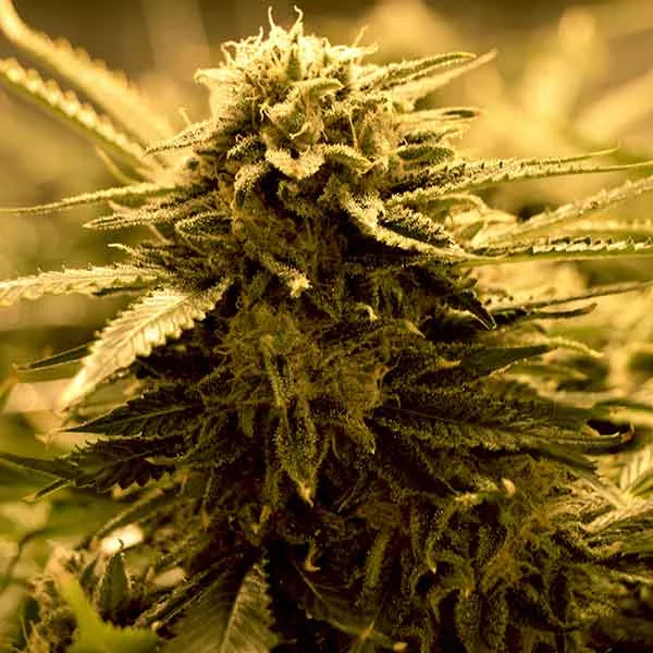 Sugar Black Rose van Delicious Seeds