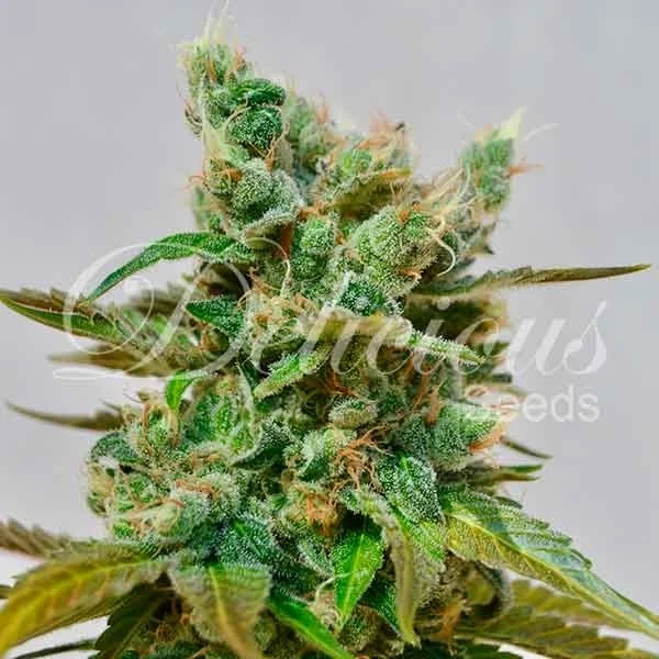 Honey Bells van Delicious Seeds