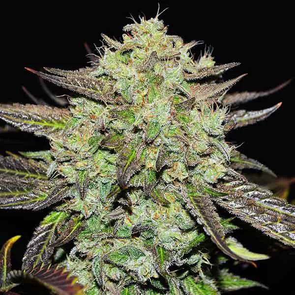 Purple Mango Kush van Delicious Seeds