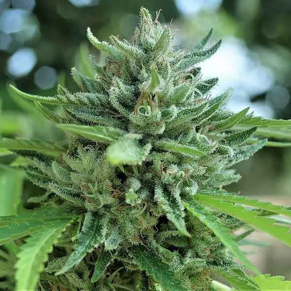Delicious Cookies Early Version van Delicious Seeds