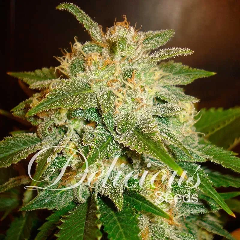 La Bella Afrodita van Delicious Seeds