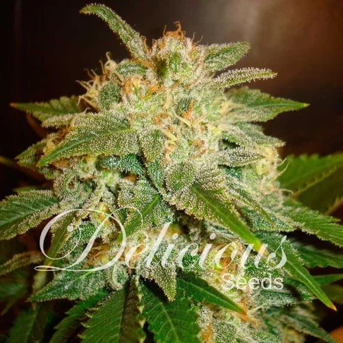 La Bella Afrodita van Delicious Seeds