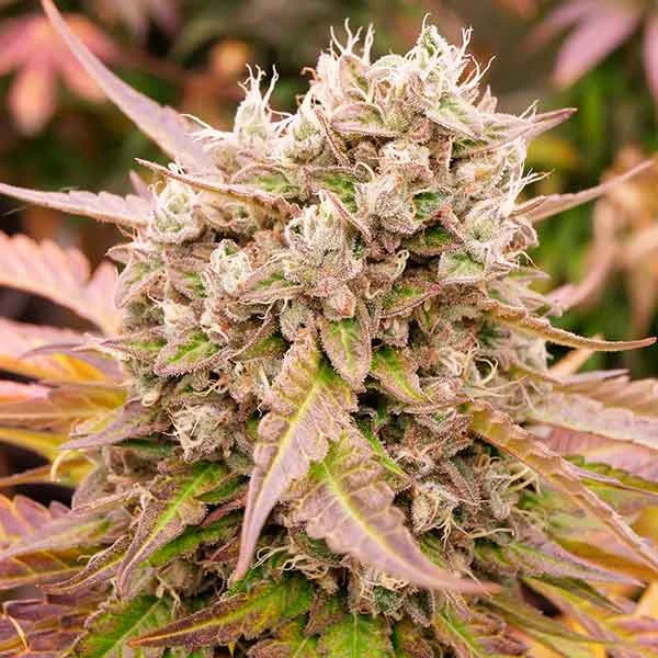 Dark Lemonade van Delicious Seeds