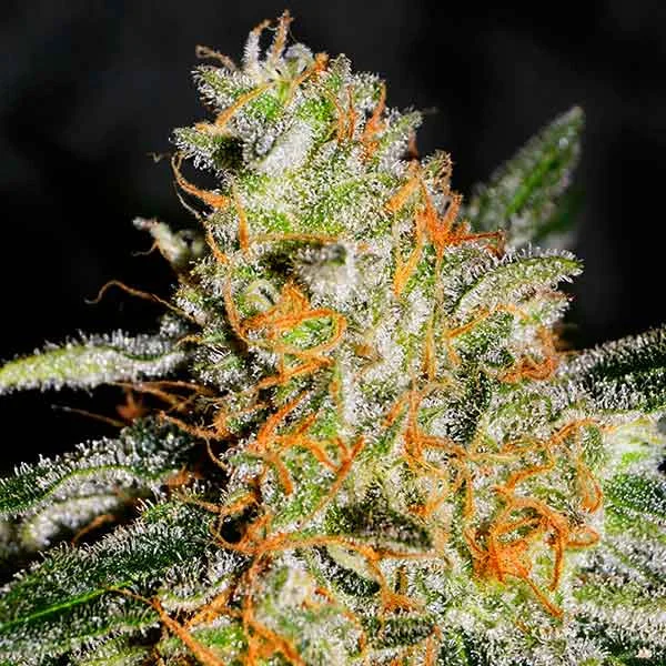 CBD Jam van Delicious Seeds