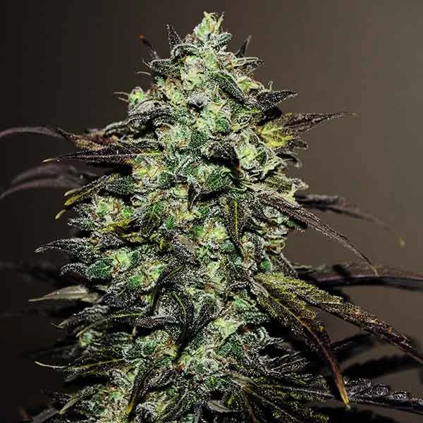 Eleven Roses Early Version van Delicious Seeds