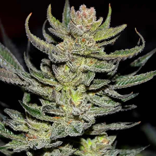 Unknown Kush van Delicious Seeds