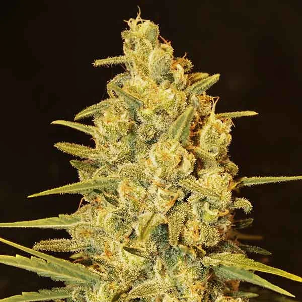 Critical Sensi Star van Delicious Seeds