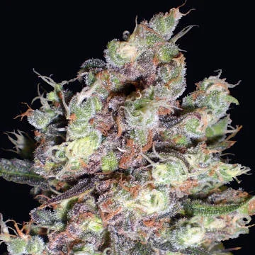 Cotton Candy van Delicious Seeds
