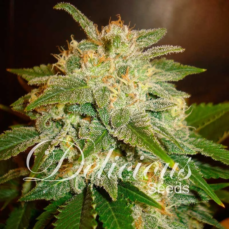 La Bella Afrodita van Delicious Seeds