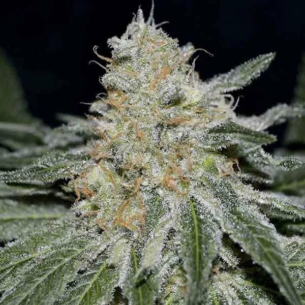 Critical Neville Haze van Delicious Seeds