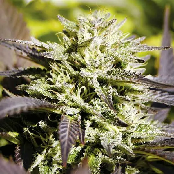 Caramelo van Delicious Seeds