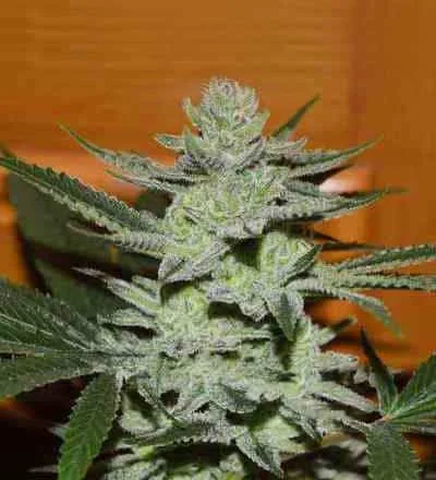 Desconocida Kush van Delicious Seeds
