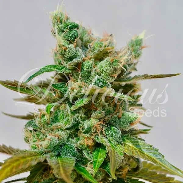 Honey Bells van Delicious Seeds