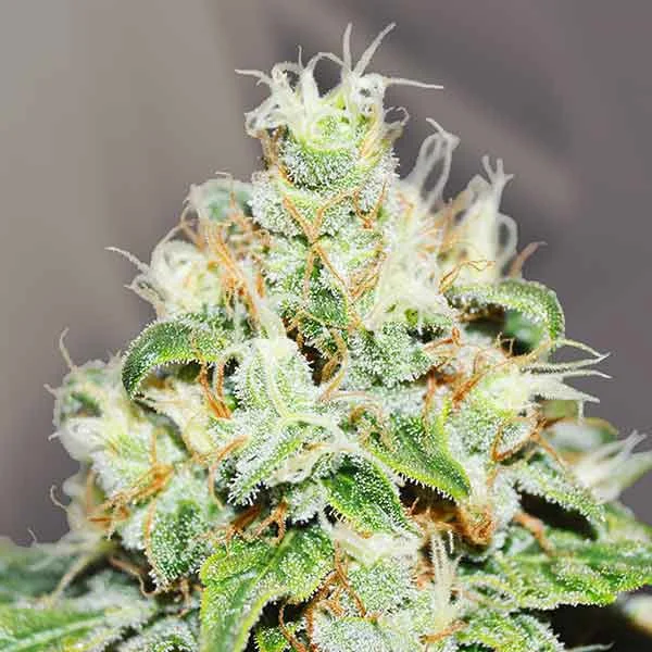 Jägg Kush van Delicious Seeds