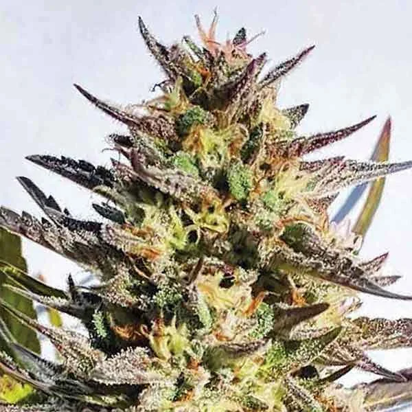 Delicious Cookies van Delicious Seeds
