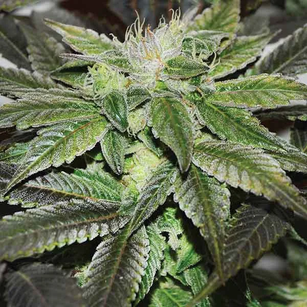 Sugar Candy van Delicious Seeds
