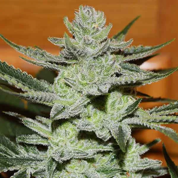 Unknown Kush van Delicious Seeds