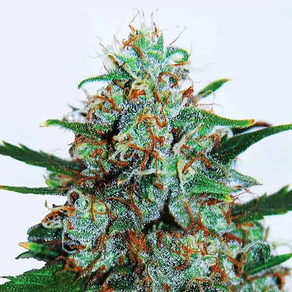 Critical Neville Haze van Delicious Seeds
