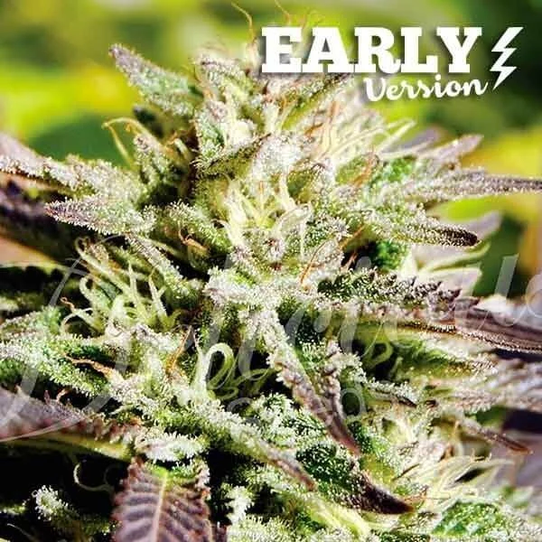 Caramelo F1 Early Version van Delicious Seeds