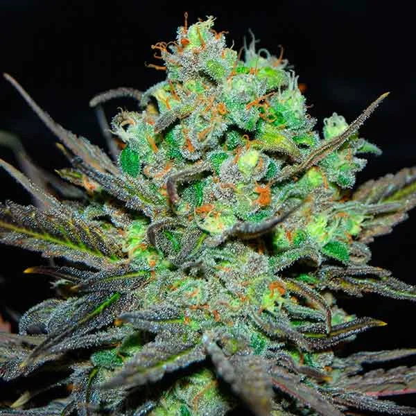 Eleven Roses van Delicious Seeds