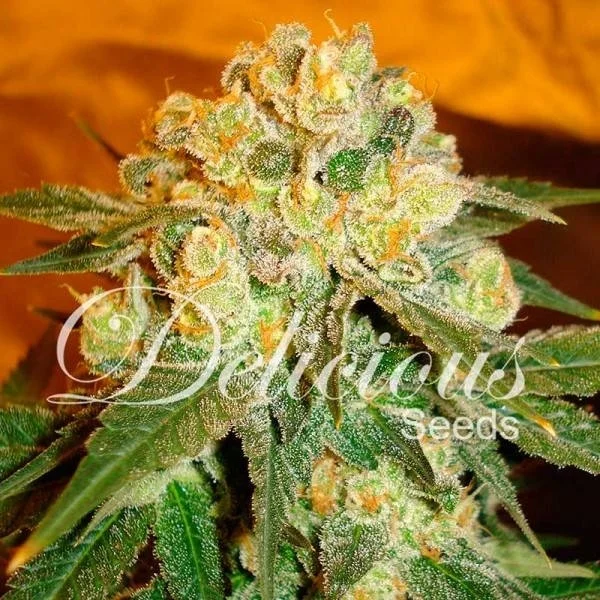 Marmalate van Delicious Seeds