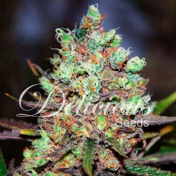 Cotton Candy van Delicious Seeds
