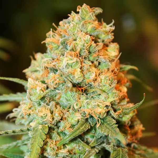 Critical Super Silver Haze van Delicious Seeds