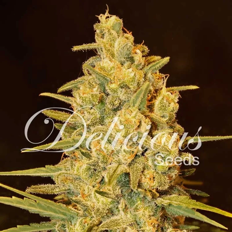Critical Sensi Star Early version van Delicious Seeds