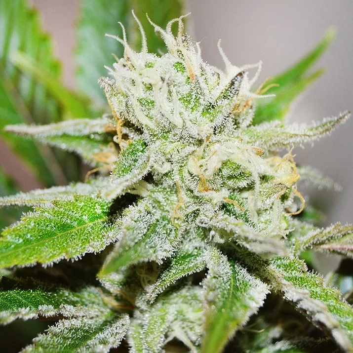 Original Juan Herrer van Delicious Seeds