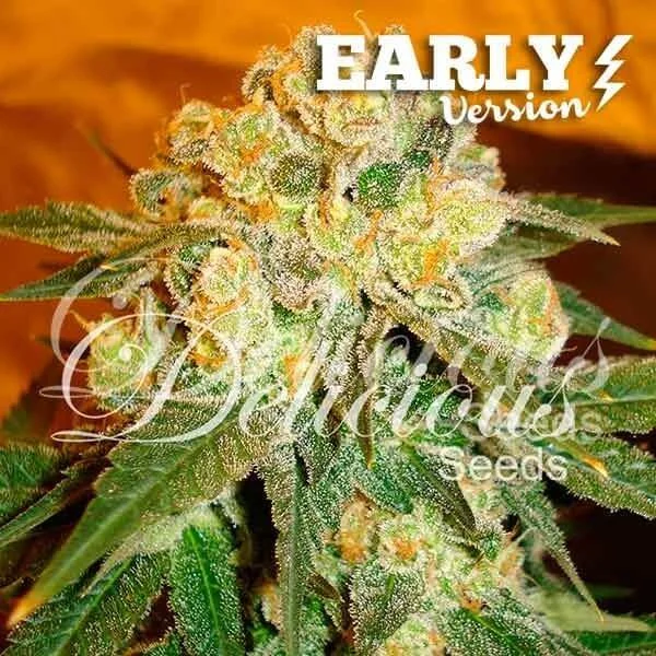 Marmalate Early van Delicious Seeds