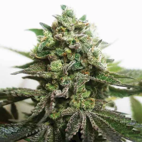 Delimed CBD Plus van Delicious Seeds