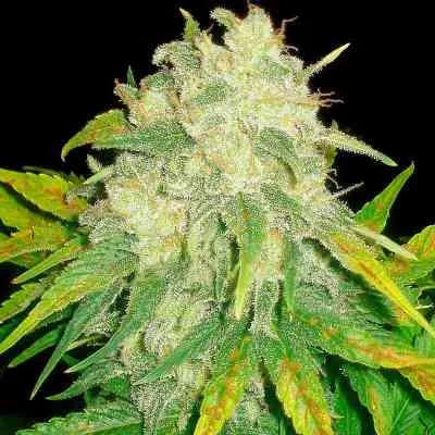 Il Diavolo van Delicious Seeds