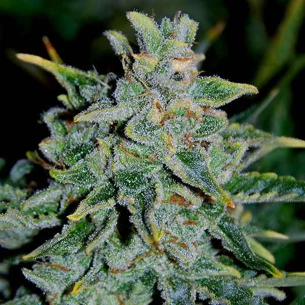 Northern Light Blue van Delicious Seeds