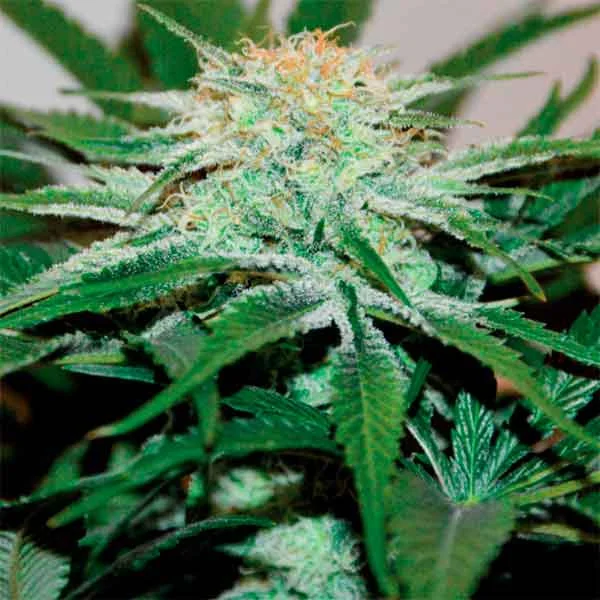 Descojack van Delicious Seeds