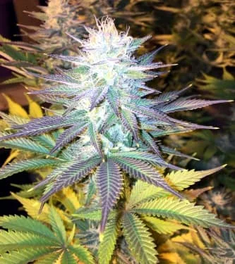 Cotton Candy van Delicious Seeds