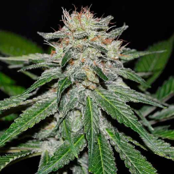 Critical Neville Haze Early Version van Delicious Seeds