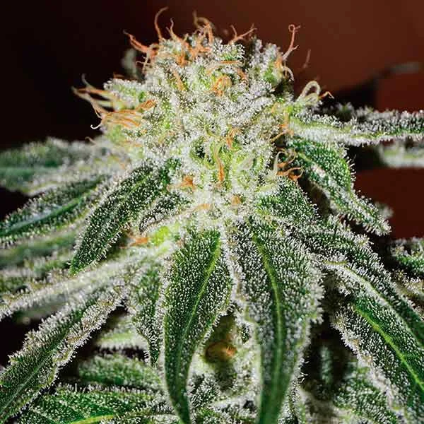 Black Russian van Delicious Seeds