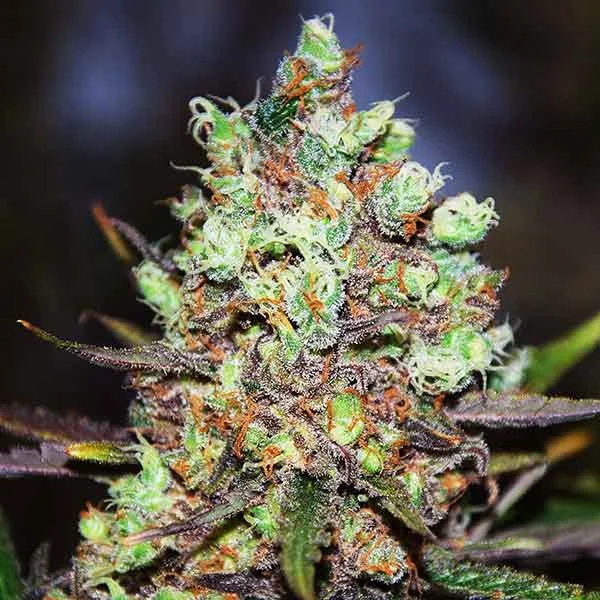 Cotton Candy Kush Early Version van Delicious Seeds