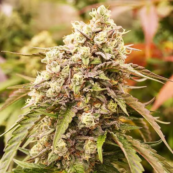 Sunday Punch van Delicious Seeds