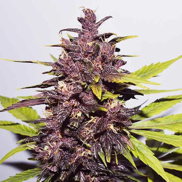 Dark Purple van Delicious Seeds