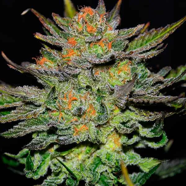Blue Ace CBD van Delicious Seeds